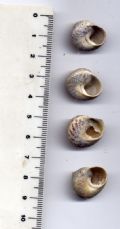 Gibbula albida